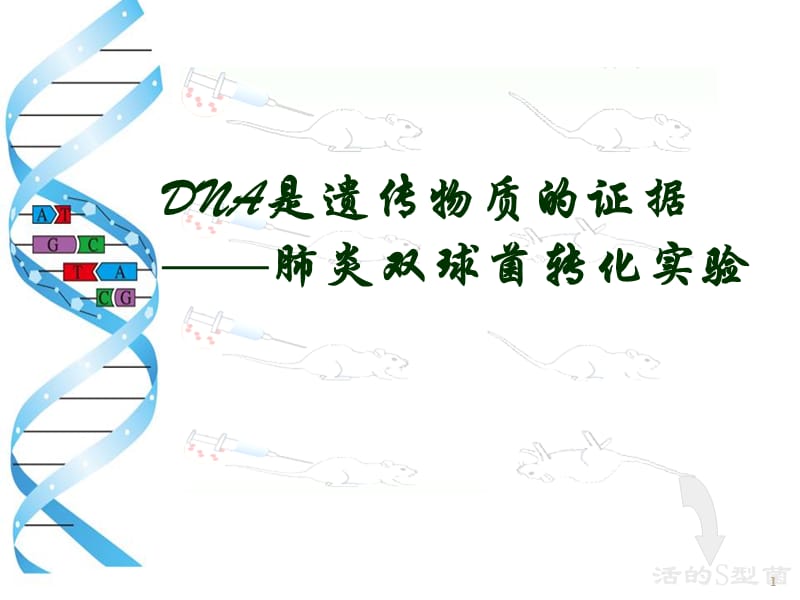 肺炎双球菌转化实验 ppt课件_第1页