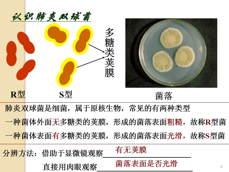 肺炎双球菌转化实验 ppt课件_第3页