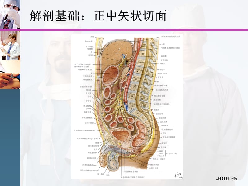 腹盆腔CT常见结构及临床意义PPT演示课件_第3页