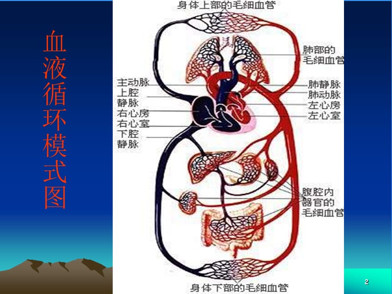 儿童少年循环系统的特点及卫生保健ppt课件_第2页