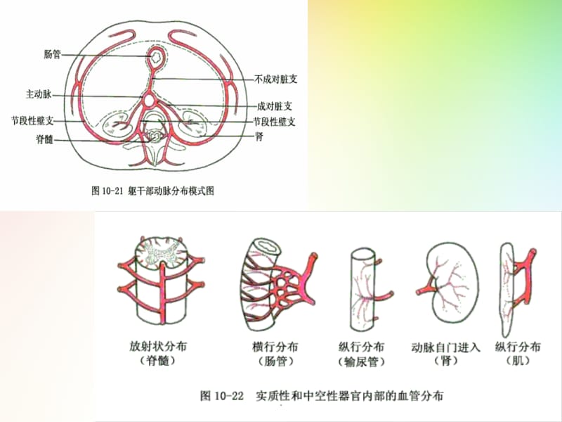 解剖学之心血管系统动脉PPT演示课件_第3页