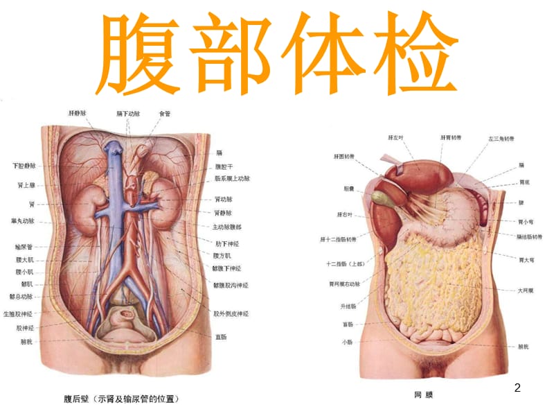 腹部体检和脊柱四肢神经系统检查ppt课件_第2页