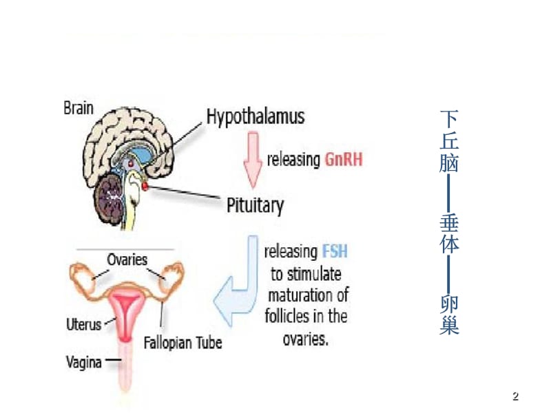 妇科内分泌的诊治ppt课件_第2页