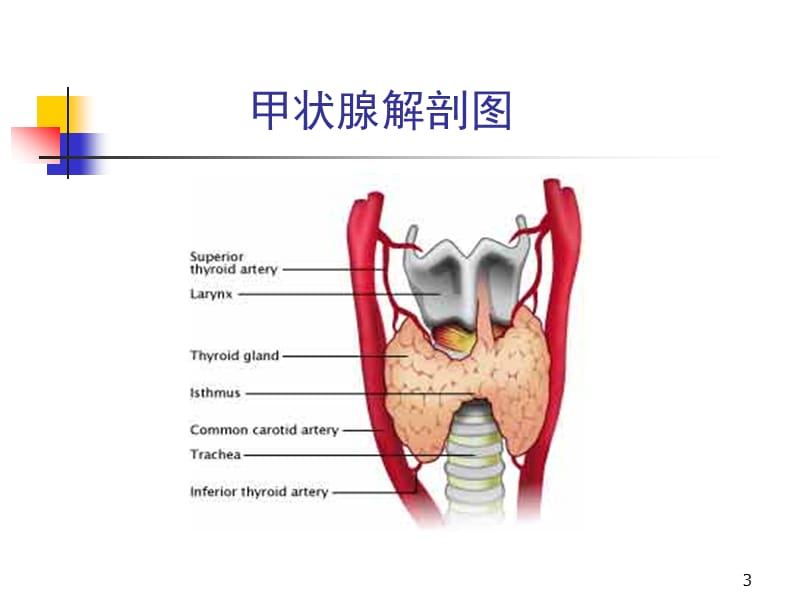 甲亢的特殊表现及处理 ppt课件_第3页