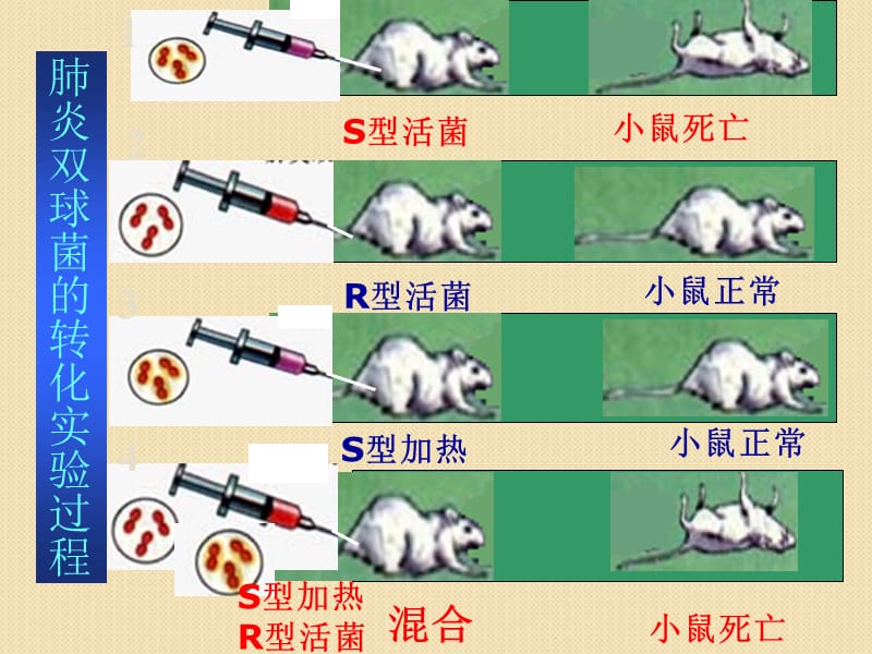 DNA是主要的遗传物质新人教版必修PPT演示课件_第3页