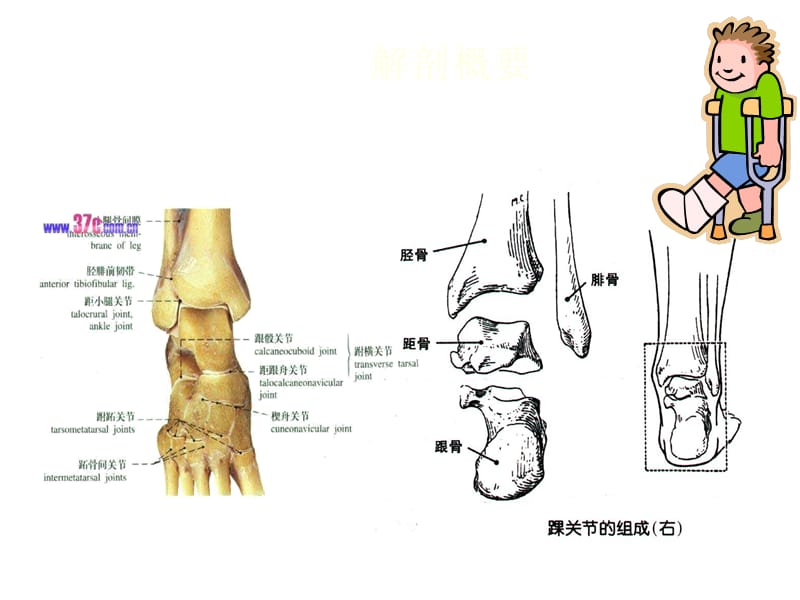 踝及足部损伤ppt课件_第2页