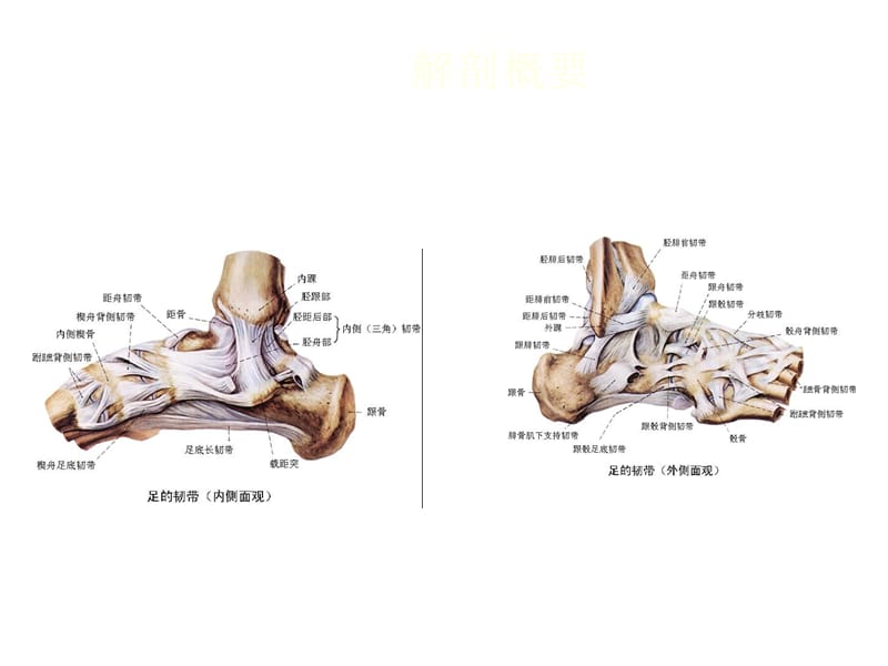 踝及足部损伤ppt课件_第3页