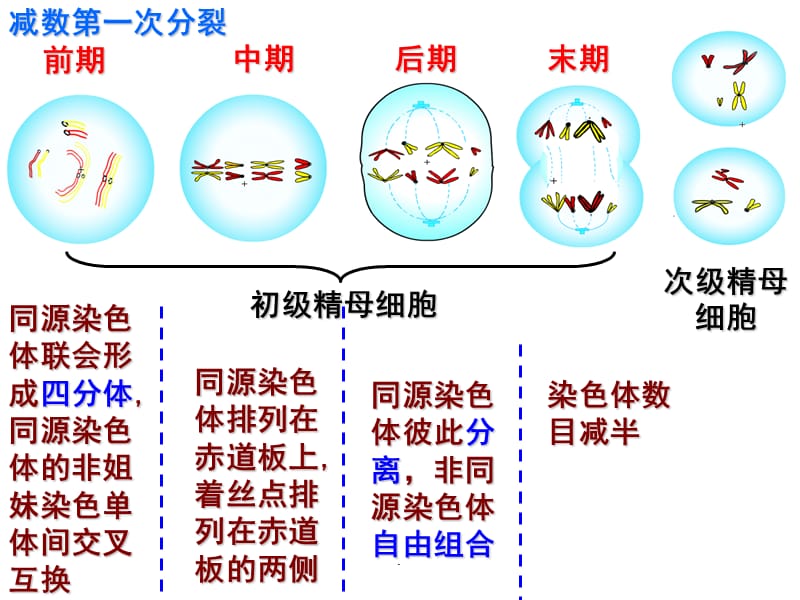 高中生物必修二总复习幻灯片课件_第3页