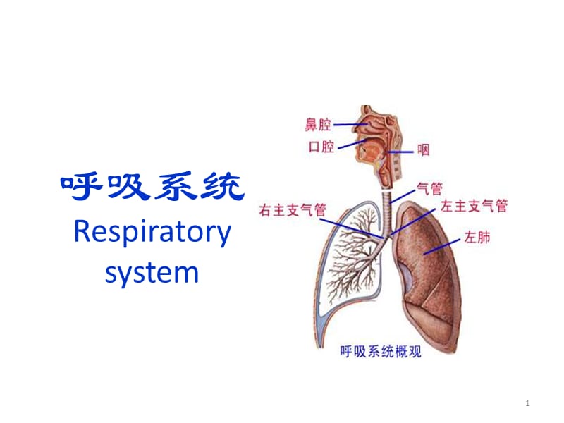 解剖学呼吸系统ppt课件_第1页