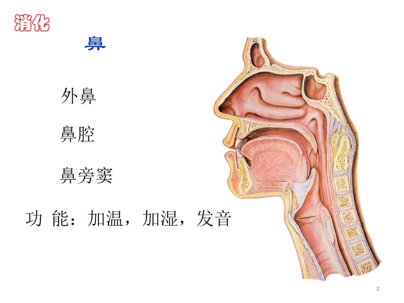 解剖学呼吸系统ppt课件_第3页