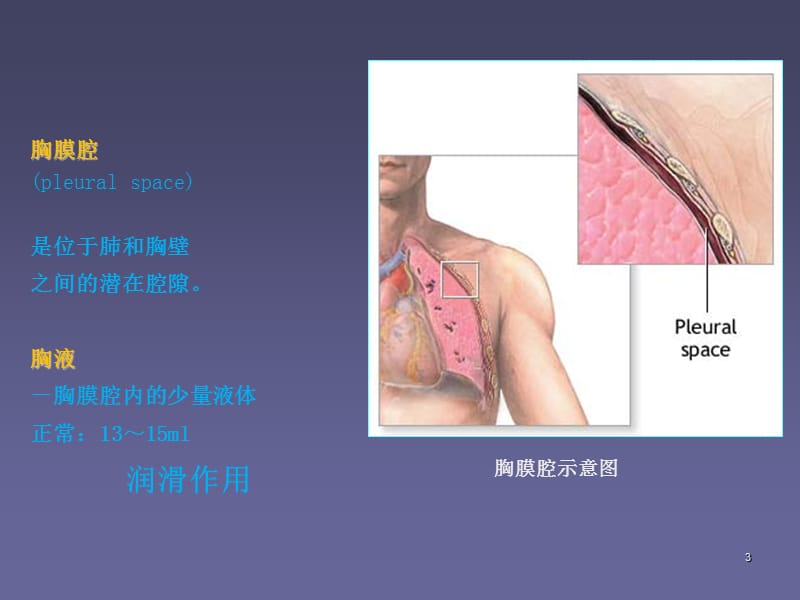 单侧胸腔积液PPT课件_第3页