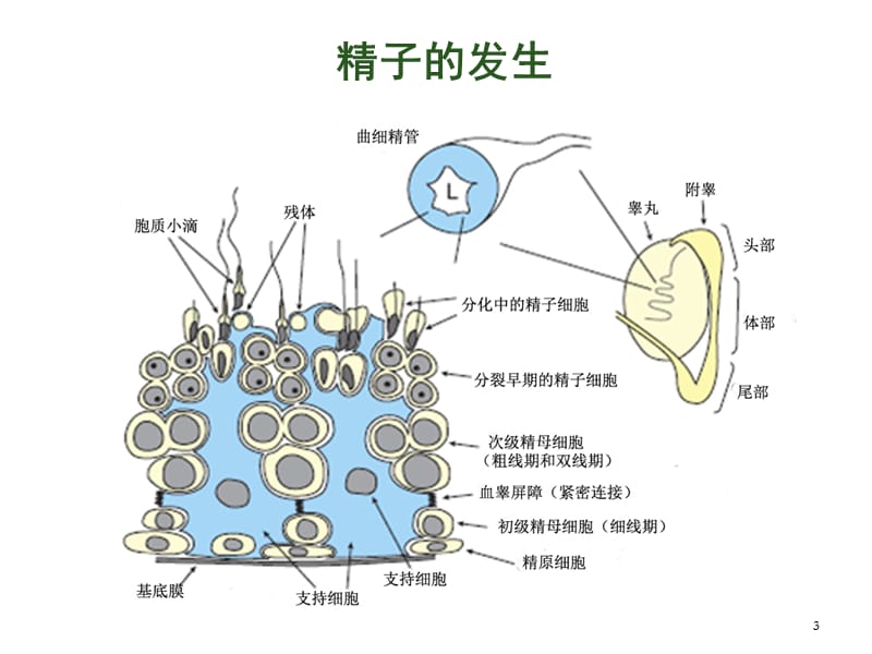 精子运动调控机制初探PPT课件_第3页