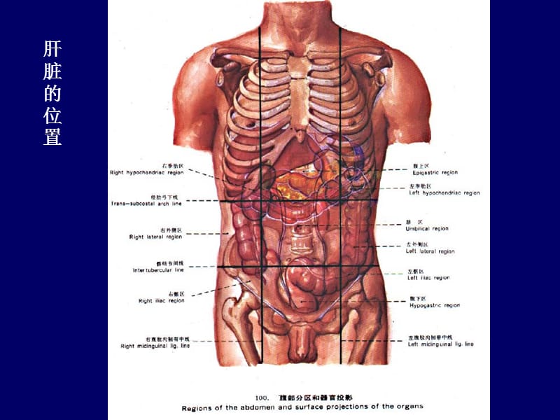 肝脏胆道系统解剖幻灯片课件_第2页