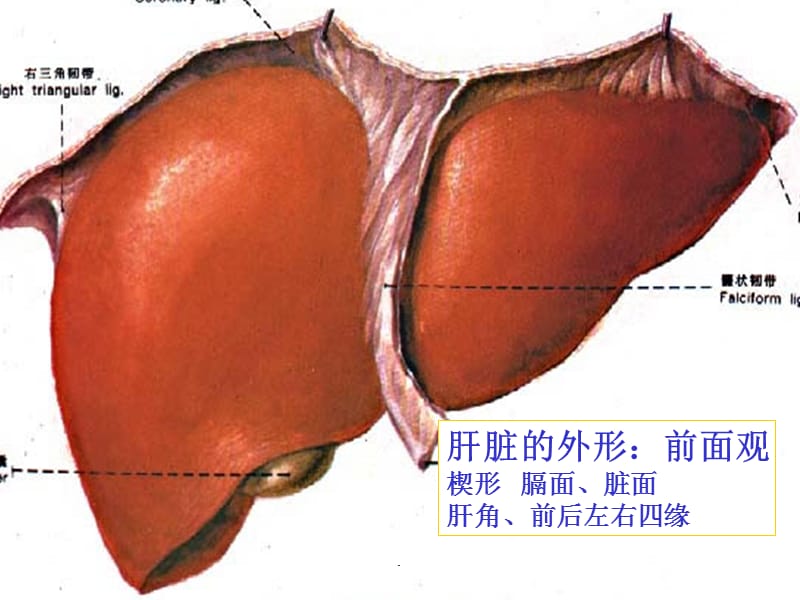 肝脏胆道系统解剖幻灯片课件_第3页