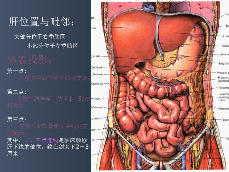 腹膜脏器及血管幻灯片课件_第2页