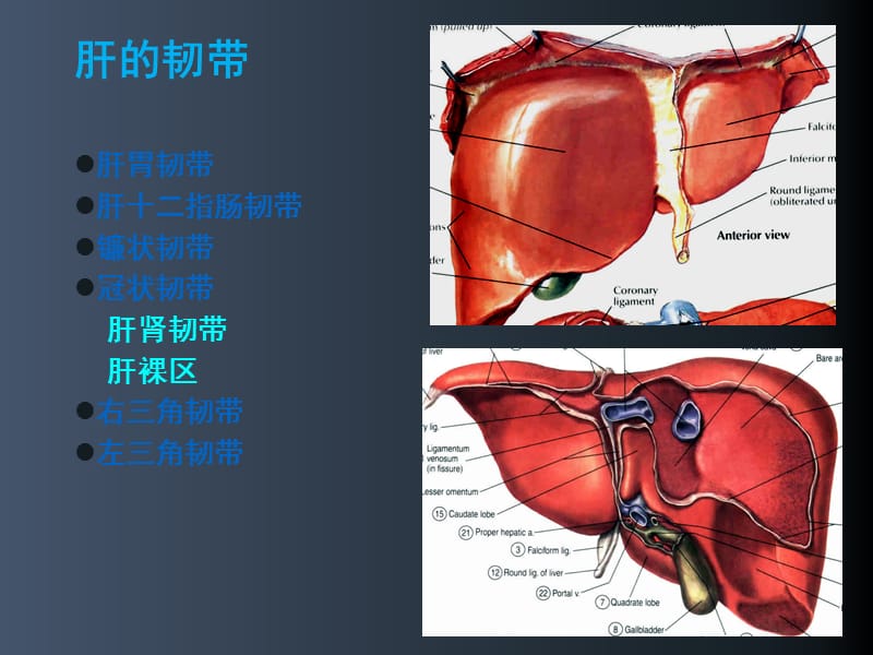 腹膜脏器及血管幻灯片课件_第3页