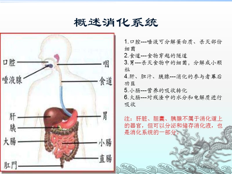浅谈消化系统胃肠PPT课件_第2页