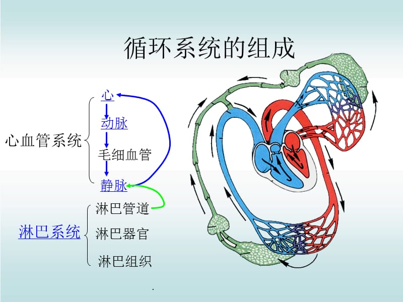 人体解剖生理学之循环系统PPT演示课件_第3页