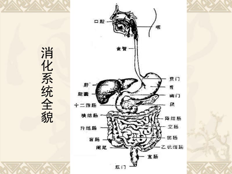 消化性溃疡课件PPT演示课件_第3页