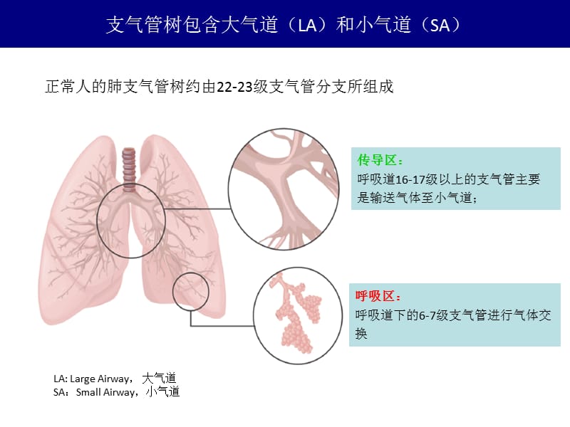 小气道病变与哮喘PPT演示课件_第3页