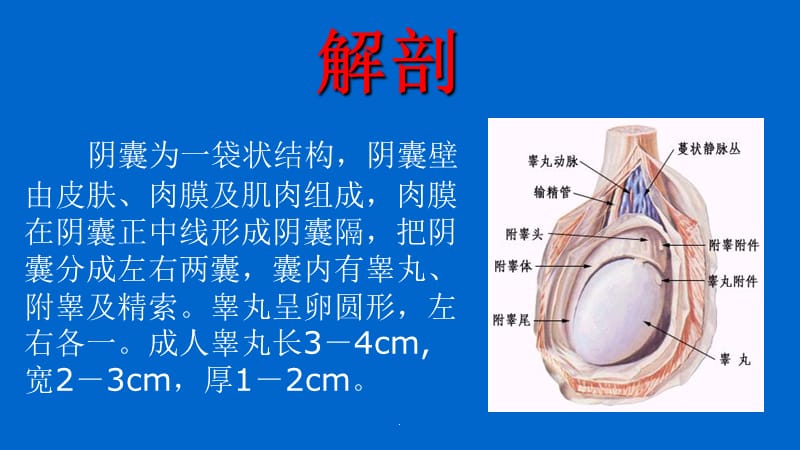 阴囊疾病超声诊断PPT演示课件_第2页