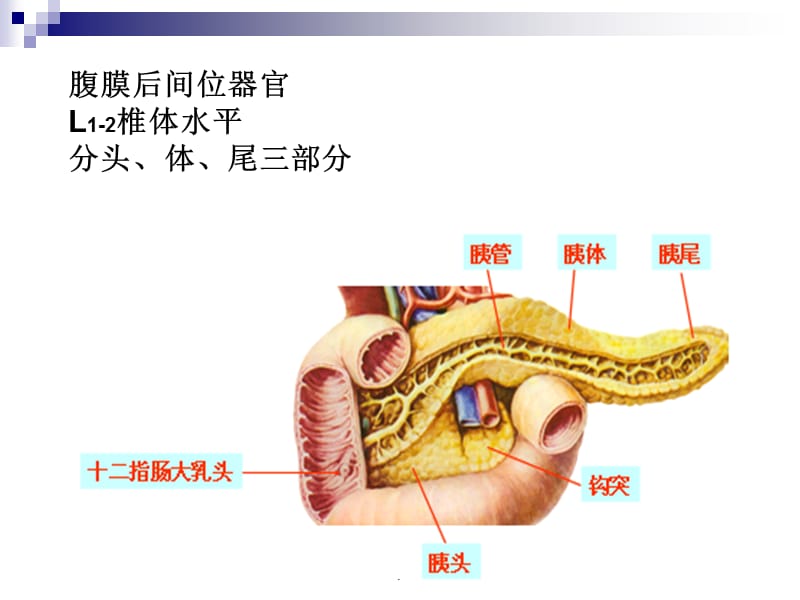 胰腺癌综合诊治中国专家共识PPT演示课件_第2页