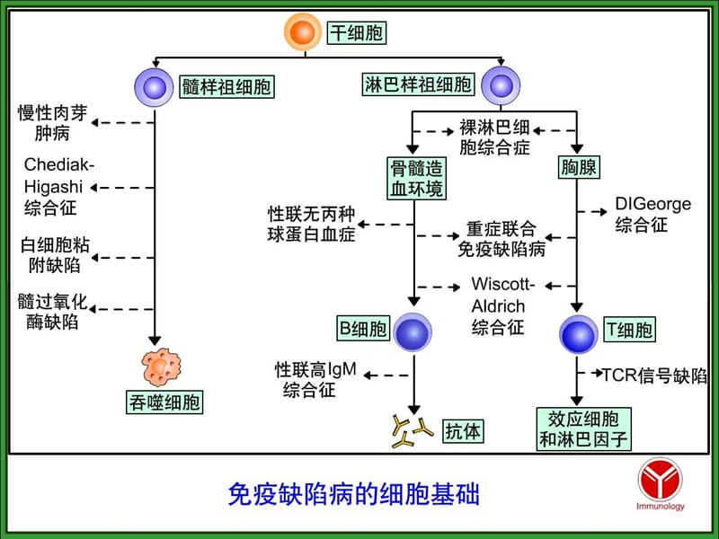 免疫缺陷病及检验 PPT课件_第3页