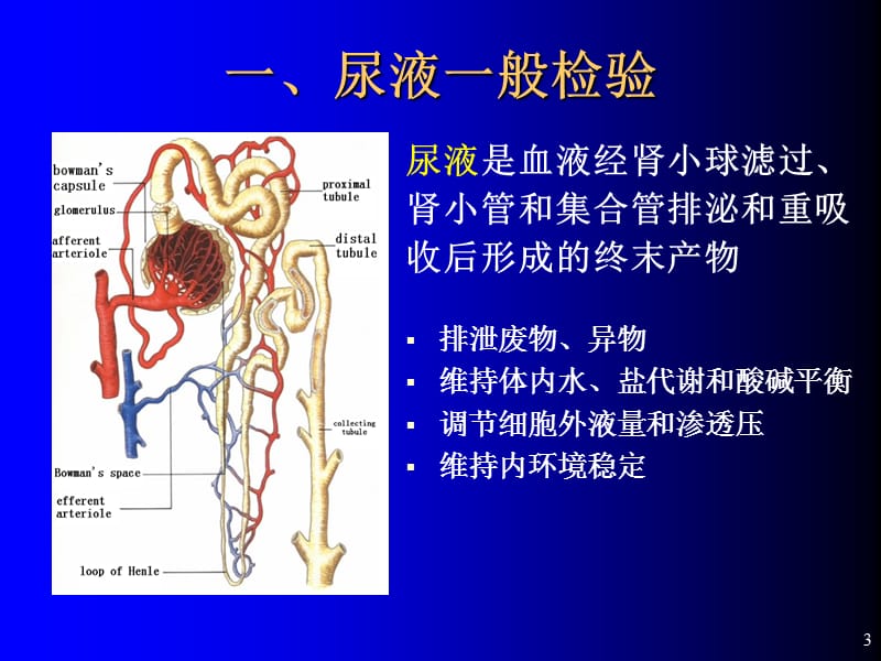 临床体液实验诊断PPT课件_第3页