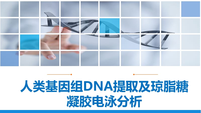 人类基因组DNA提取及琼脂糖凝胶电泳分析PPT课件_第1页