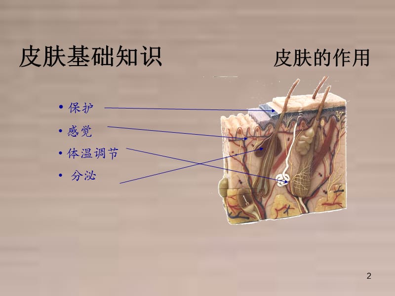 皮肤类型PPT课件_第2页