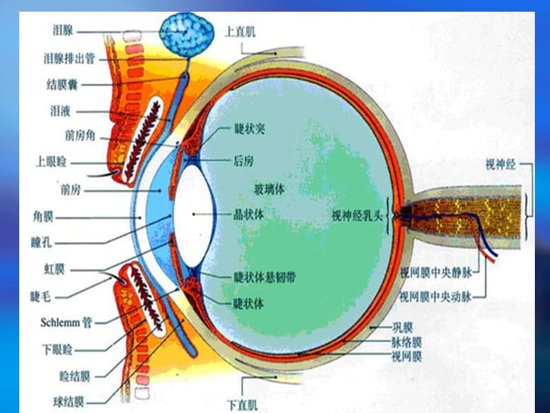 少年儿童眼部保健 ppt课件_第3页