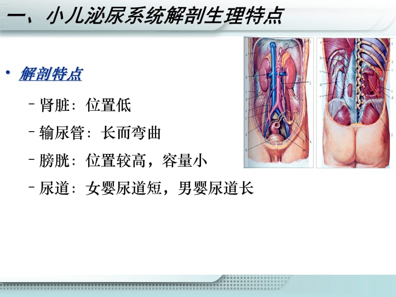 泌尿系统疾病患儿的护理PPT课件_第3页