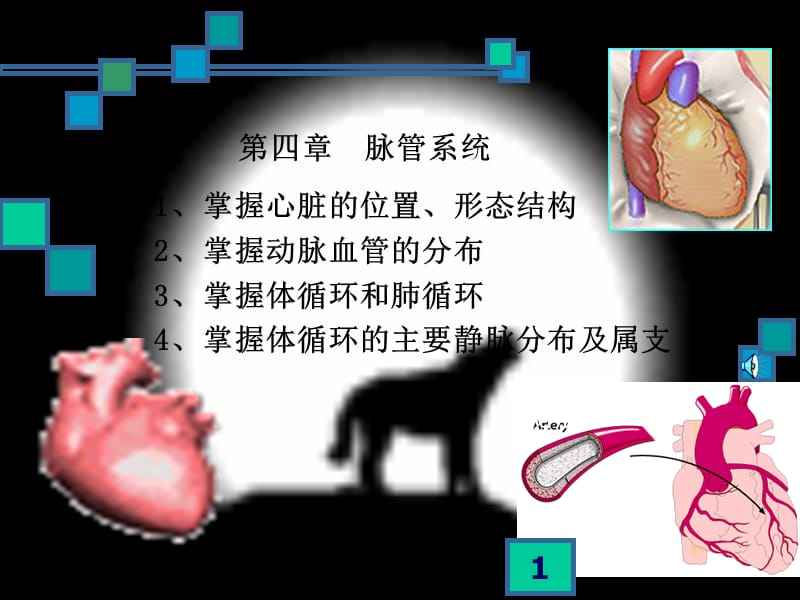 人体解剖学脉管系统 ppt课件_第1页