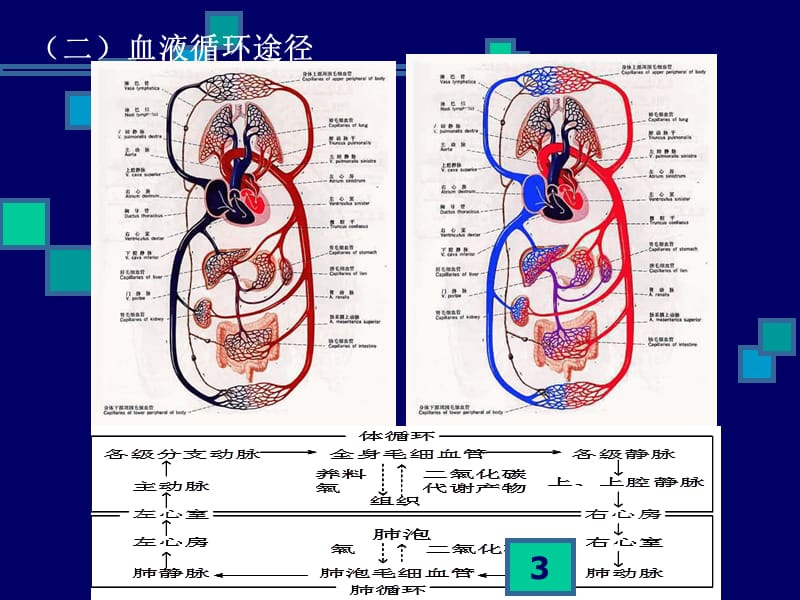 人体解剖学脉管系统 ppt课件_第3页