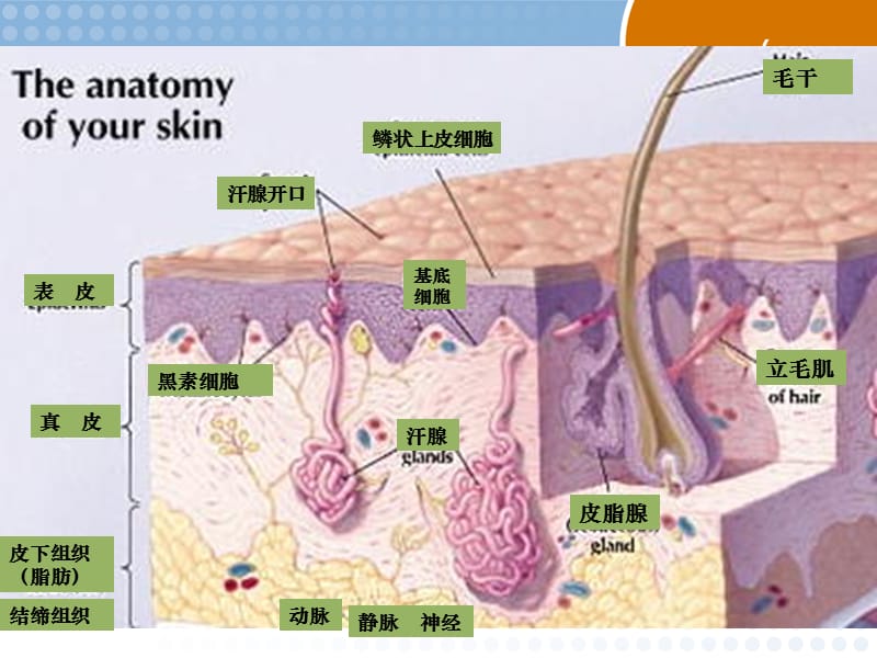 皮肤组织解剖学PPT课件_第3页