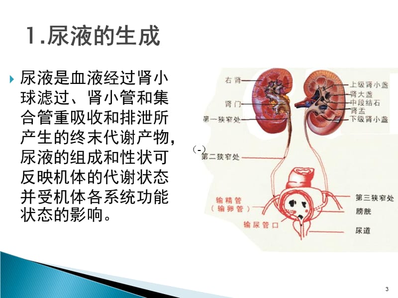 尿液分析PPT课件_第3页