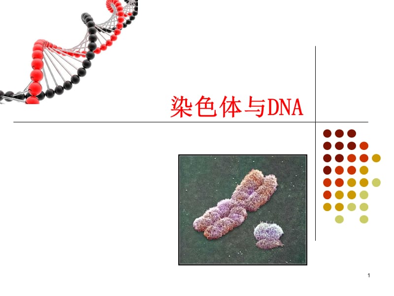 染色体与DNA1PPT课件_第1页