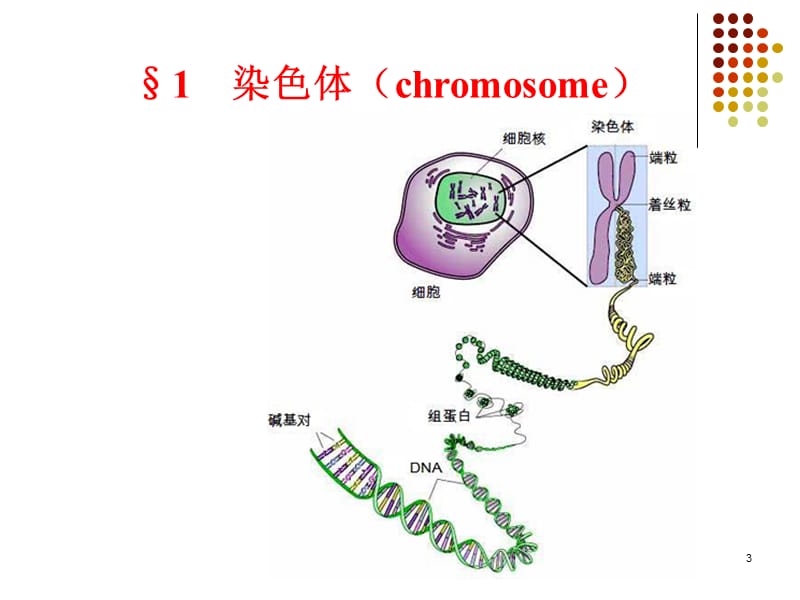 染色体与DNA1PPT课件_第3页