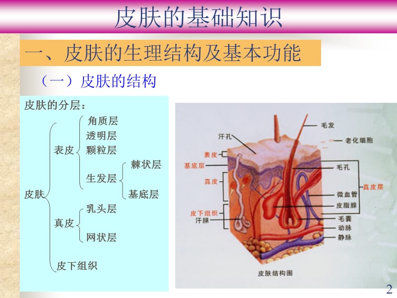 皮肤基础知识PPT课件_第2页