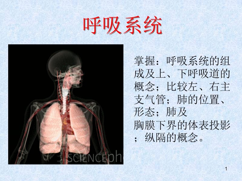 人体解剖学之呼吸系统ppt课件_第1页