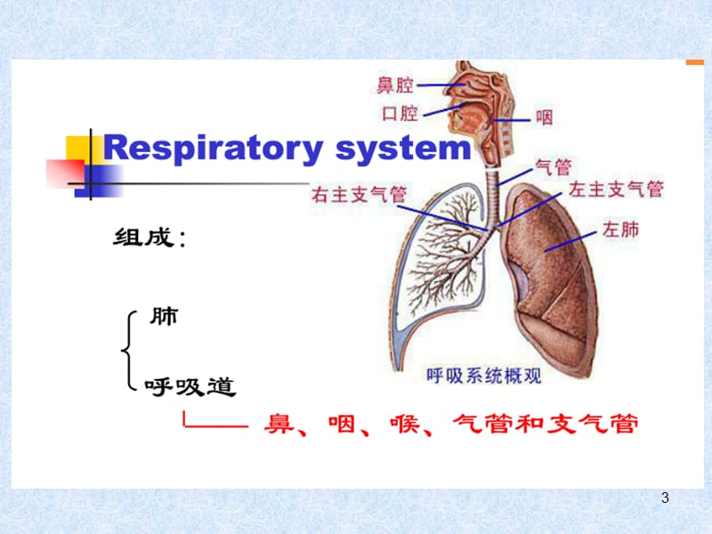 人体解剖学之呼吸系统ppt课件_第3页