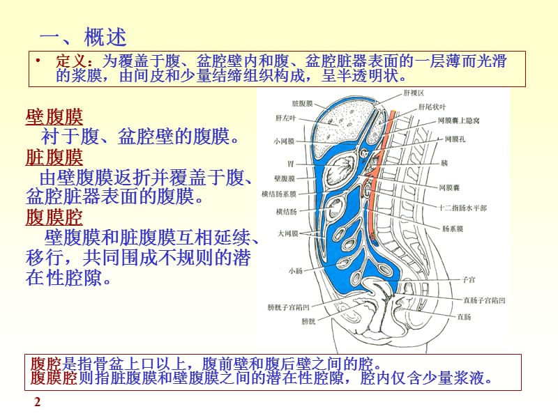 人体解剖学腹膜ppt课件_第2页