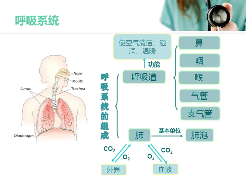 上呼吸道感染治疗进展与展望PPT课件_第3页