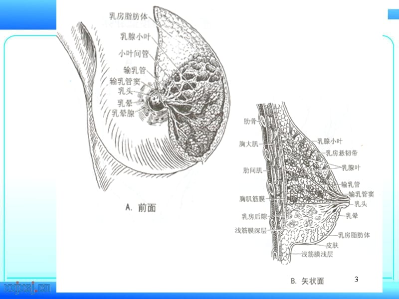 乳腺疾病的超声诊断ppt课件_第3页