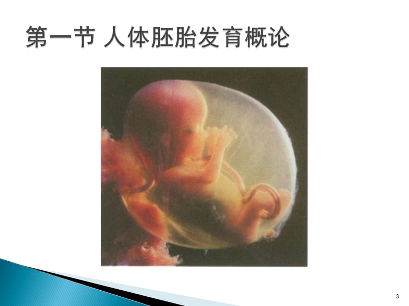 人体的胚胎发生和生长发育 ppt课件_第3页