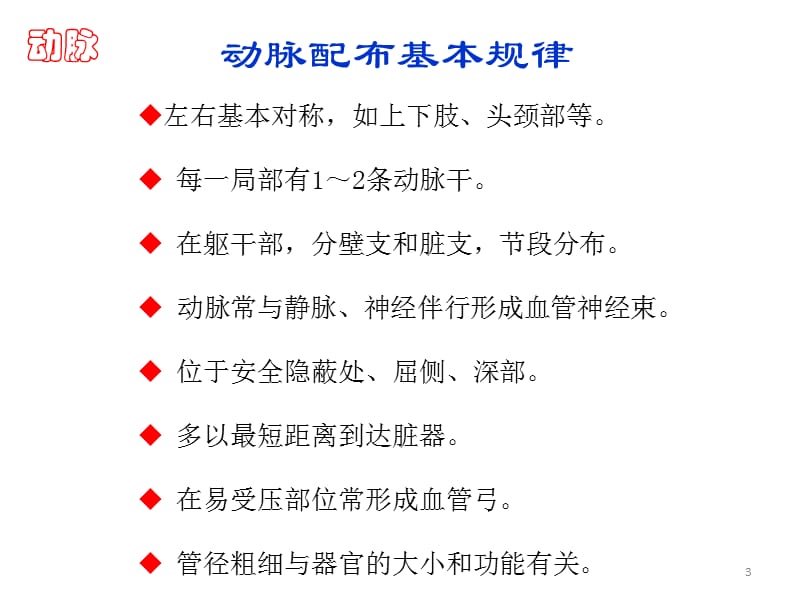 人体解剖学动脉 ppt课件_第3页