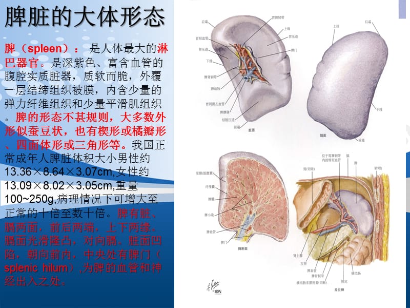 脾脏的应用解剖以及脾切除术ppt课件_第2页