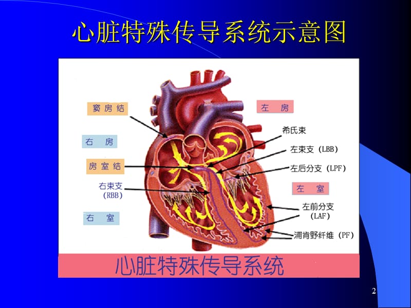 老年人心律失常PPT课件_第2页