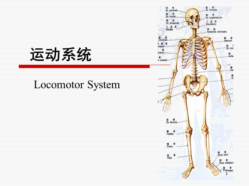 人体解剖学运动系统 ppt课件_第1页