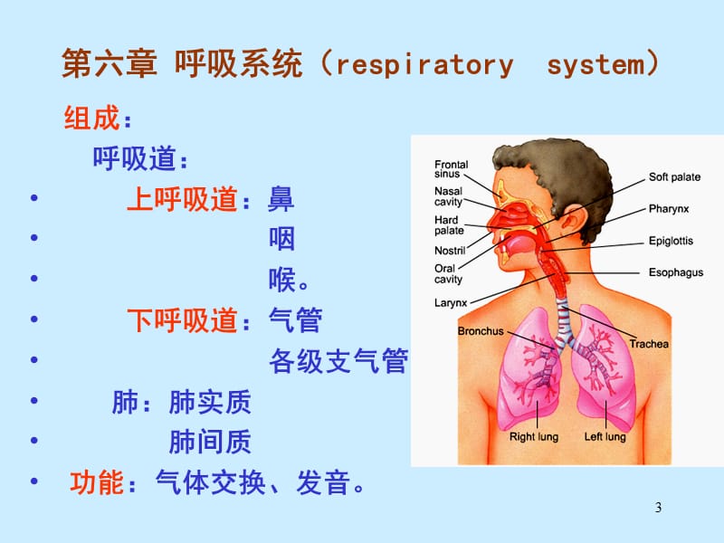 人体解剖学呼吸系统ppt课件_第3页